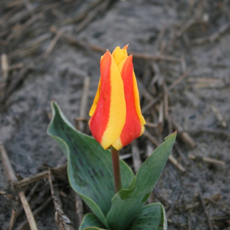 Tulipa First Love