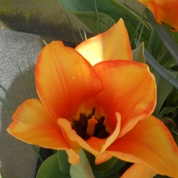 Tulipa 'Orange Princeps'