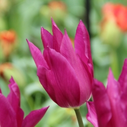 10 oder 20 Lilienblütige Tulpen Purple Dream Tulpenzwiebeln Lieferbar ab 9.9.21 