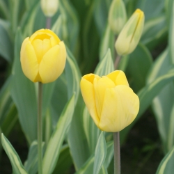 Tulipa 'Yellow Wave'