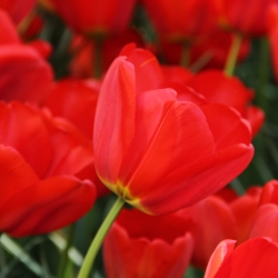 Tulipa 'Parade'
