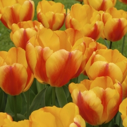Tulipa 'Oxford Wonder'