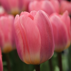 Tulipa 'Light and Dreamy'