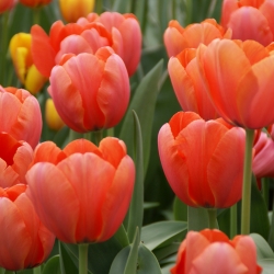 Tulipa 'Apricot Impression'®