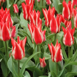 Tulipa 'Pinocchio'®