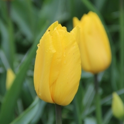 Tulipa 'Stronggold'
