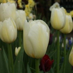 Tulipa 'Pays Bas'