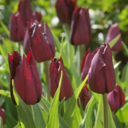 Tulipa 'Indeland'®