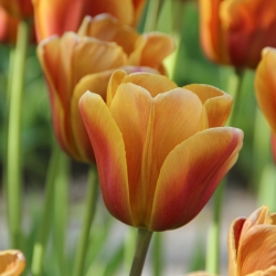 Tulipa 'Brown Sugar'