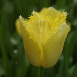 Tulipa 'Maja'