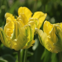 Tulipa 'Yellow Madonna'