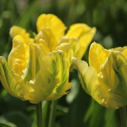 Tulipa 'Yellow Madonna' ®