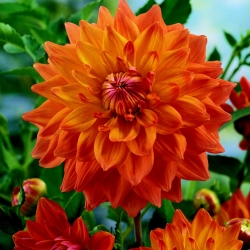 Dahlia 'Ace Summer Sunset'