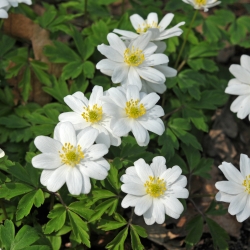 Anemone nemorosa 'Hilda'