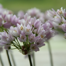 Allium roseum 'Grandiflorum'