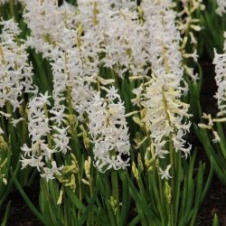Hyacinthus 'White Festival'
