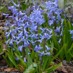 Hyacinthus 'Blue Festival'