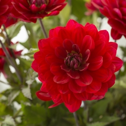 Dahlia 'Karma Amora'