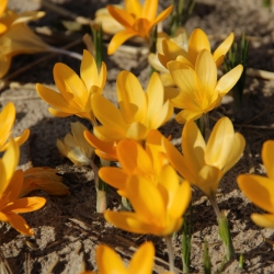 Crocus flavus subp. flavus