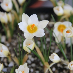Crocus chrysanthus...