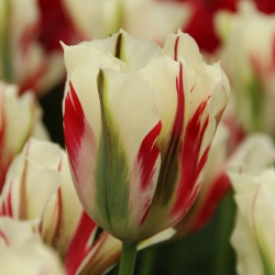 Tulipa 'Flaming Springgreen'®
