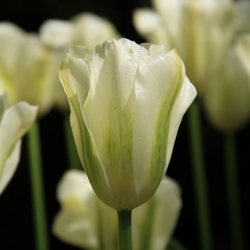 Tulipa 'Spring Green' 