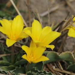 Tulipa montana var. chrysantha