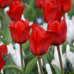 Tulipa 'Showwinner'