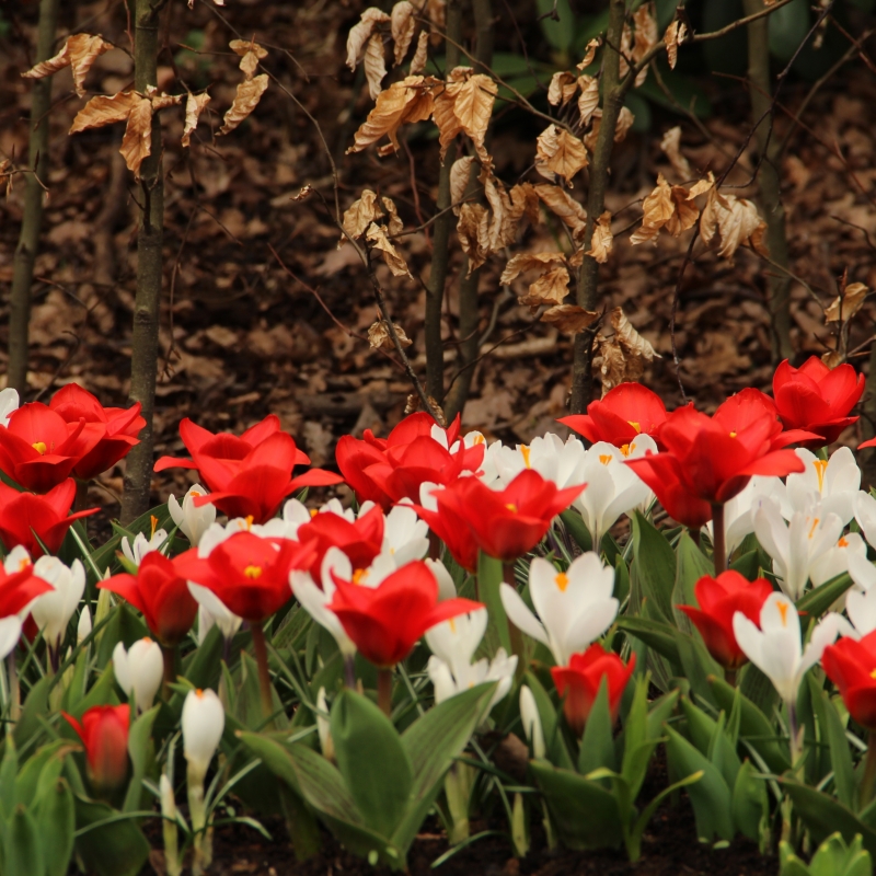 Tulipa 'Showwinner'