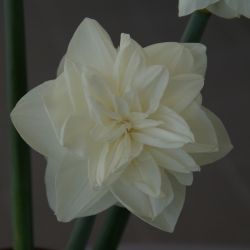 Narcissus 'White Medal'®