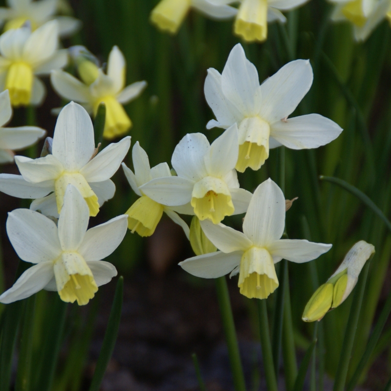 narcissus jonquilla sailboat