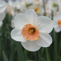 Narcissus 'Romance'
