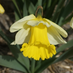 Narcissus 'Holland Sensation' 