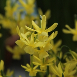 Narcissus 'Hawera'