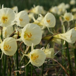 Narcissus 'Spoirot' 