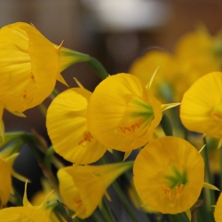 Narcissus bulbocodium...