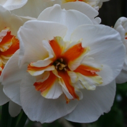Narcissus 'Broadway Star'