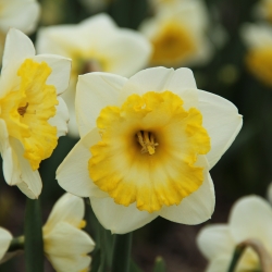 Narcissus 'Bright Sun'