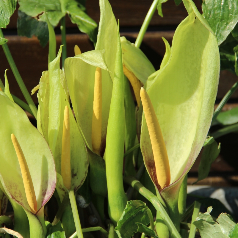 Arum italicum