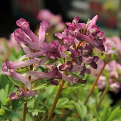 Corydalis decipiens
