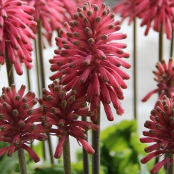 Veltheimia bracteata