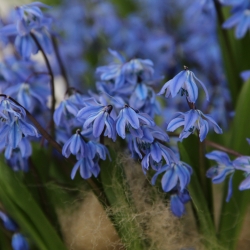 Scilla siberica 'Spring...