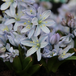 Scilla mischtschenkoana