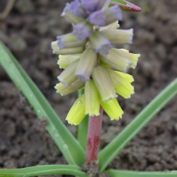 Muscari macrocarpum ‘Golden...