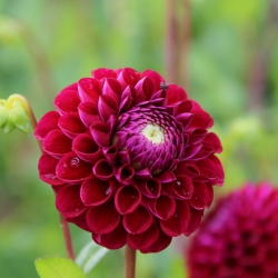 Dahlia 'Ivanetti'