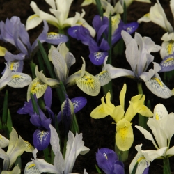 Iris reticulata -mix- 