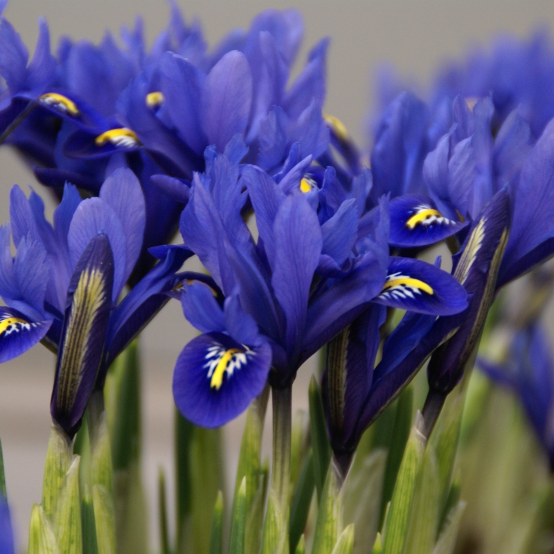 in Gärtnerqualität von Blumen Eber 3 Zwiebel im Topf 9 cm vorgetrieben Netz-Schwertlilie 9 cm blau Iris reticulata Harmony 