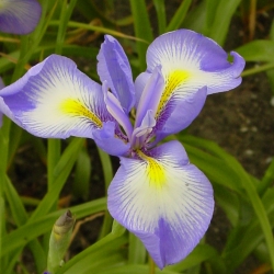 Iris cycloglossa