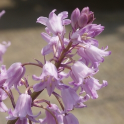 Hyacinthoides hispanica...