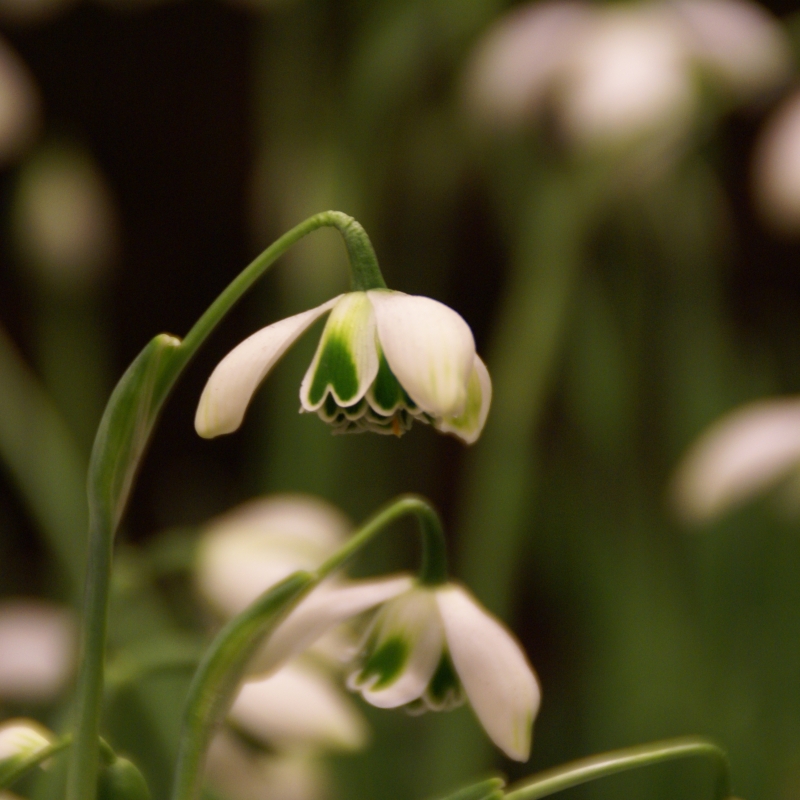 Galanthus ‘Hippolyta’